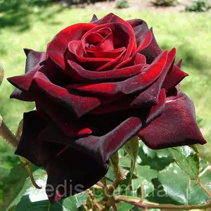 Розы черные