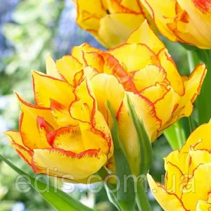 Махрові тюльпани багатоквіткові