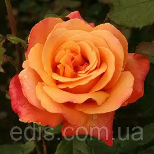 Розы биколор, разноцветные