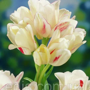 Тюльпани Мультифлора (багатоквіткові)