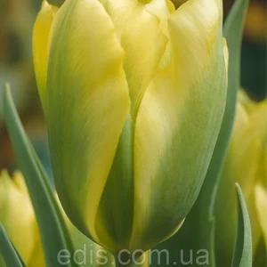 Тюльпани Віридіфлора (зеленоквіткові)