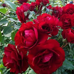 Троянди флорибунда (патіо)