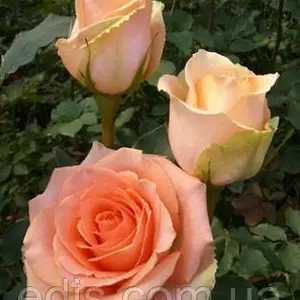 Розы розовые