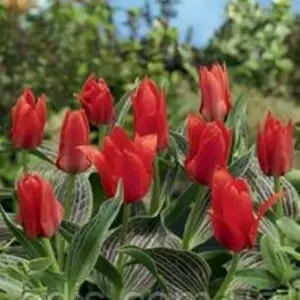 Тюльпани Грейга