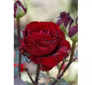 Троянда Ред Интернешнл (Red International) чайно-гібрідна