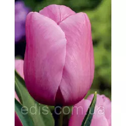 Тюльпан Тріумф Holland Beauty 3 цибулинки