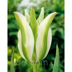 Тюльпан вірідіфлора Spring Green (Спрін Грін) 3 цибулинки