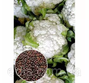 Капуста цвітна Снігова куля 50 г, вагове насіння Яскрава
