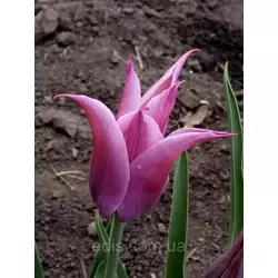 Тюльпан лілієвидний Maytime (Мэйтайм) 3 цибулинки