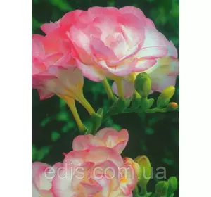 Фрезія махрова рожева 5 цибулин