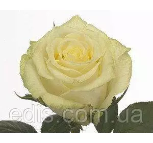 Троянда Магаді ( Magadi ) чайно-гібридна