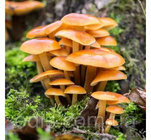 Опеньок зимовий 50 г (міцелій грибів)