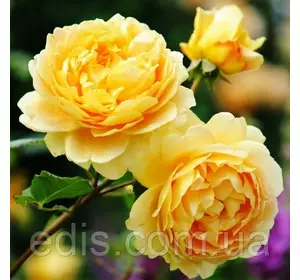 Троянда в'юнка англійська Голден Селебрейшн (Golden Celebration)
