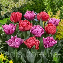 Набір цибулин квітів Маргарита 7 цибулин тюльпанів