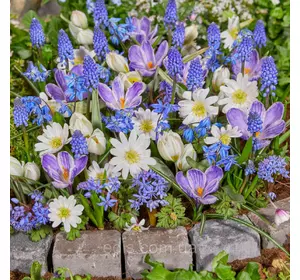 Арт-набір Квітучий килим, 20 цибулин квітів