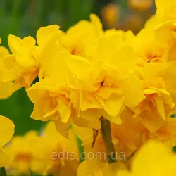 Нарцис махровий багатоквітковий Golden Delicious (Голден Делішис) 2 шт./уп.