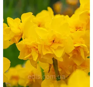 Нарцис махровий багатоквітковий Golden Delicious (Голден Делішис) 2 шт./уп.