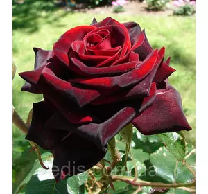 Троянда Блек Мейджик (Black Magic) чайно-гібридна