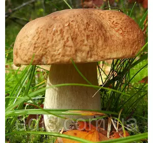 Білий гриб березовий 50 г (міцелій грибів)