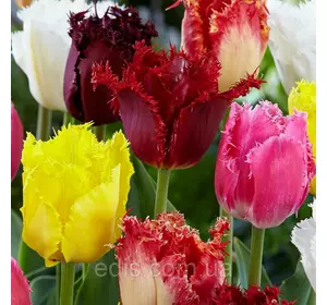Колекція бахромчатих тюльпанів 10 сортів 20 цибулин/уп.
