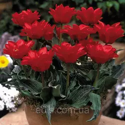 Тюльпан махровий гібрид Грейга Double Red Riding Hood (Дабл Ред рідін Худ) 3 цибулини