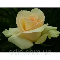 Троянда Ківі (Kiwi) чайно-гібридна