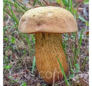 Білий гриб, Дубовик 50 г (міцелій грибів)