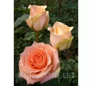 Троянда Версилія (Versilia) чайно-гібридна