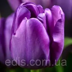 Тюльпан Тріумф Purple Rain (Пурпул Рейн) 3 цибулинки