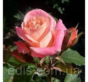 Троянда Ева (Eva) чайно-гібридна, дворічний саджанець
