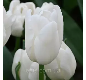 Тюльпан Тріумф White Prince (Вайт Прінс) 3 цибулини/уп.