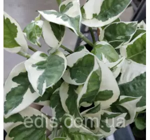 Сциндапсус N Joy (Эпипремнум) ліана, кімнатна рослина, 10-20 см, 1 шт., 0.2 л.