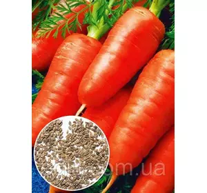 Морква Оленка (суперрання) 100 г, насіння на вагу Яскрава
