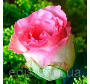Троянда Малібу(Maliby) чайно-гібридна