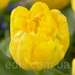 Тюльпан махровий Yellow Baby (Єллоу Бебі) 3 цибулинки