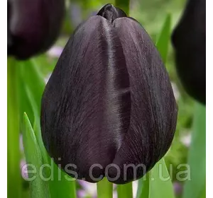 Тюльпан Тріумф Black Bean (Блек Бін) 3 цибулини
