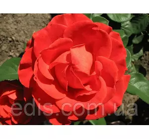 Троянда Ельторо (El Toro) чайно-гібридна