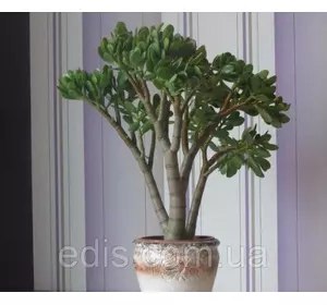 Товстянка (красула) овальна Грошове дерево., кімнатна рослина. h = 40-50 см.