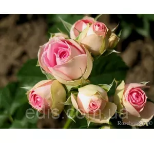 Троянда спрей Біло-рожева Mimi Eden (Мімі Іден)