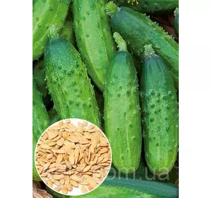 Огірок-корнішон Анулька F1 50 г, вагове насіння Яскрава