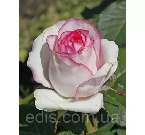 Троянда Белла Віта (Bella Vita) чайно-гібридна