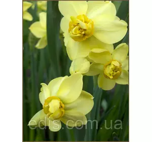 Нарцис махровий багатоквітковий Yellow Cherfulness (Єллоу Чирфулнесс) 2 шт./уп.