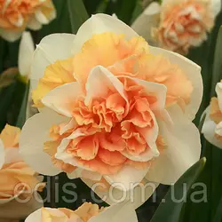Нарцис махровий Flower Surprise (Флауер Сюрпрайз) 2 цибулини