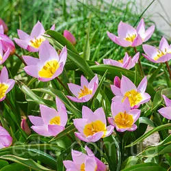 Тюльпан ботанічний Lilac Wonder (Лайлек Уандер) 5 цибулинки