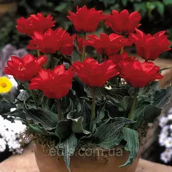 Тюльпан махровий гібрид Грейга Double Red Riding Hood (Дабл Ред Рідін Худ) 3 цибулини