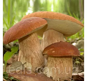 Білий гриб сітчастий 50 г (міцелій грибів)