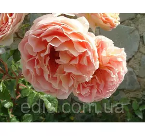 Троянда Персикове диво (Peach Miracle) англійська флорібунда