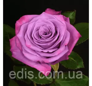 Троянда Муді Блу (Moody Blue) чайно-гібридна