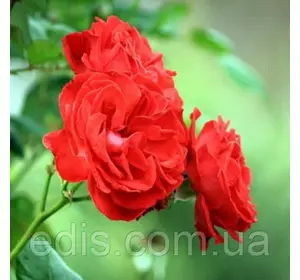Троянда в'юнка Крапелька (Kapelka)