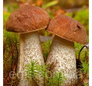 Підберезник звичайний 50 г (міцелій грибів)